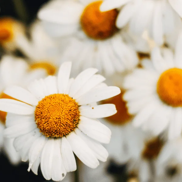 chamomile Essential Oil