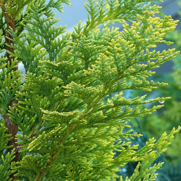 Cypress Essential Oil Plant