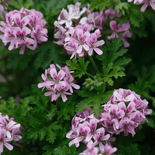 Geranium Oil Plant