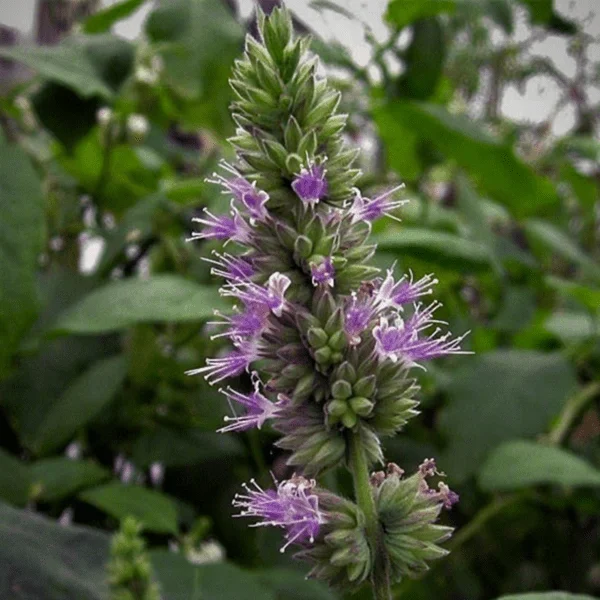 Patchouli Essential Oil Plant