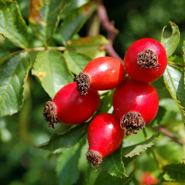 Rosehip Oil - Image 3