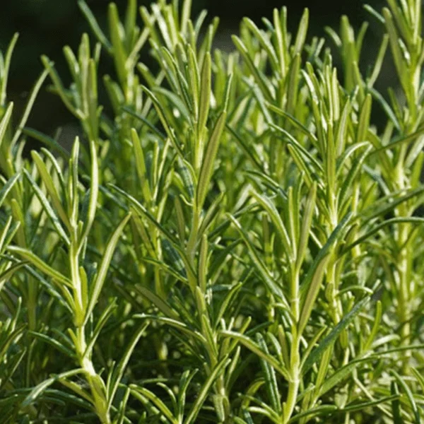 Rosemary Essential Oil