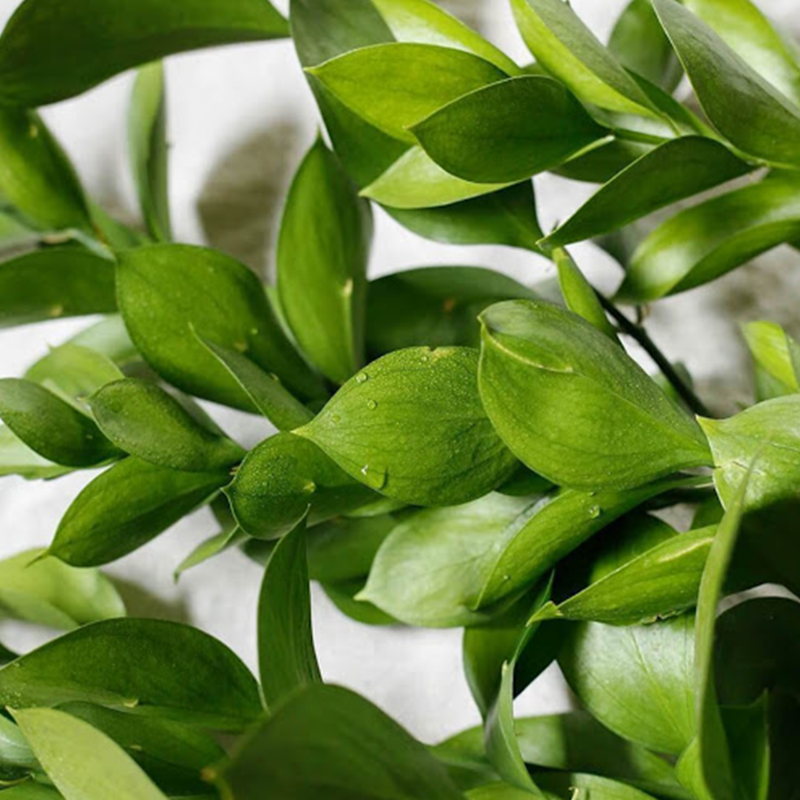 Tea Tree Oil - Essential oil Plant